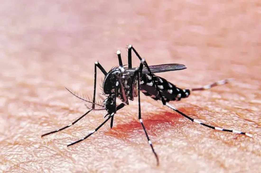 salta refuerza la prevencion del dengue con foco en las escuelas