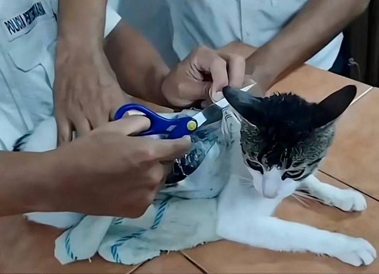 narco michi un gato es capturado tras introducir droga en una carcel de costa rica video
