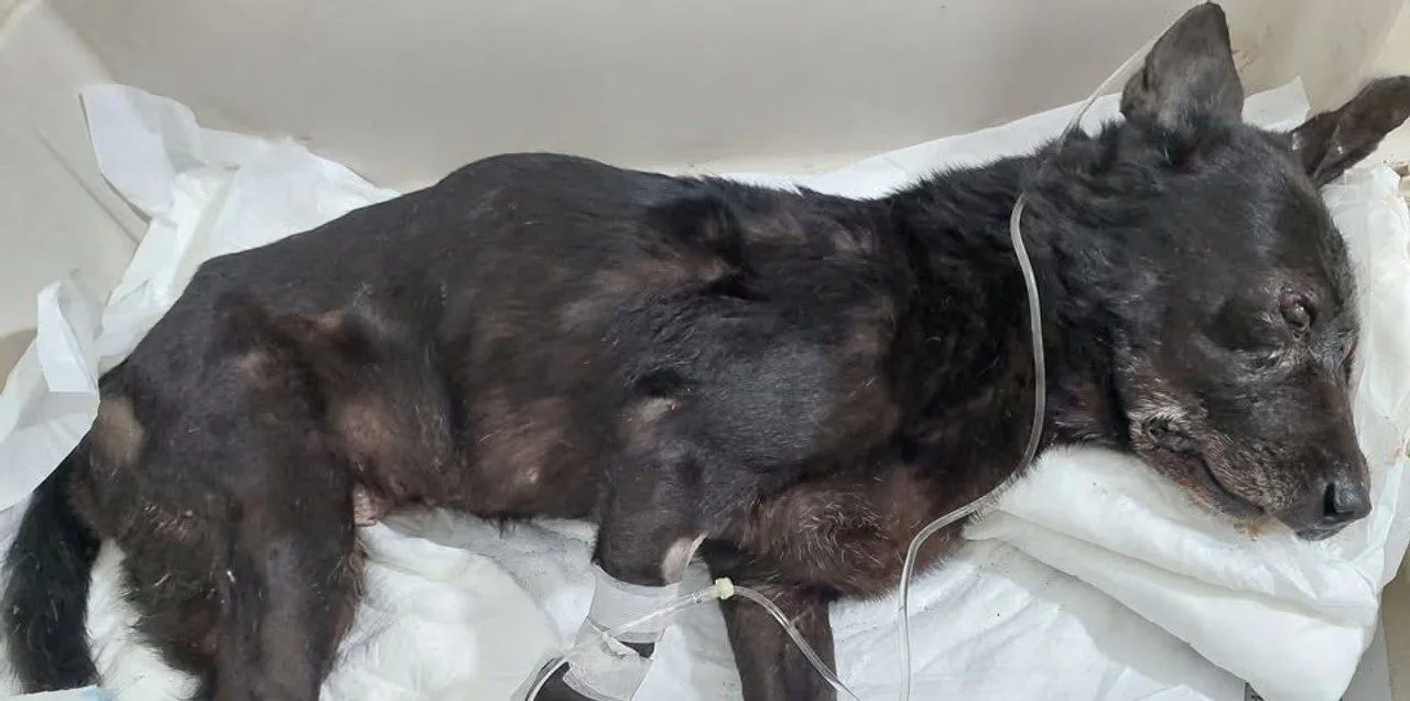 La perra Negrita, de pelaje negro, recostada sobre paños blancos y con suero conectado en una pata, internada en una veterinaria de Salta
