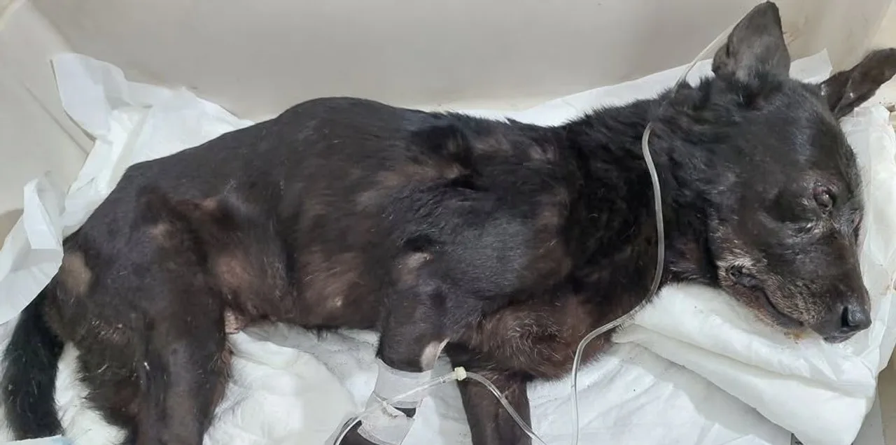 La perra Negrita, de pelaje negro, recostada sobre paños blancos y con suero conectado en una pata, internada en una veterinaria de Salta