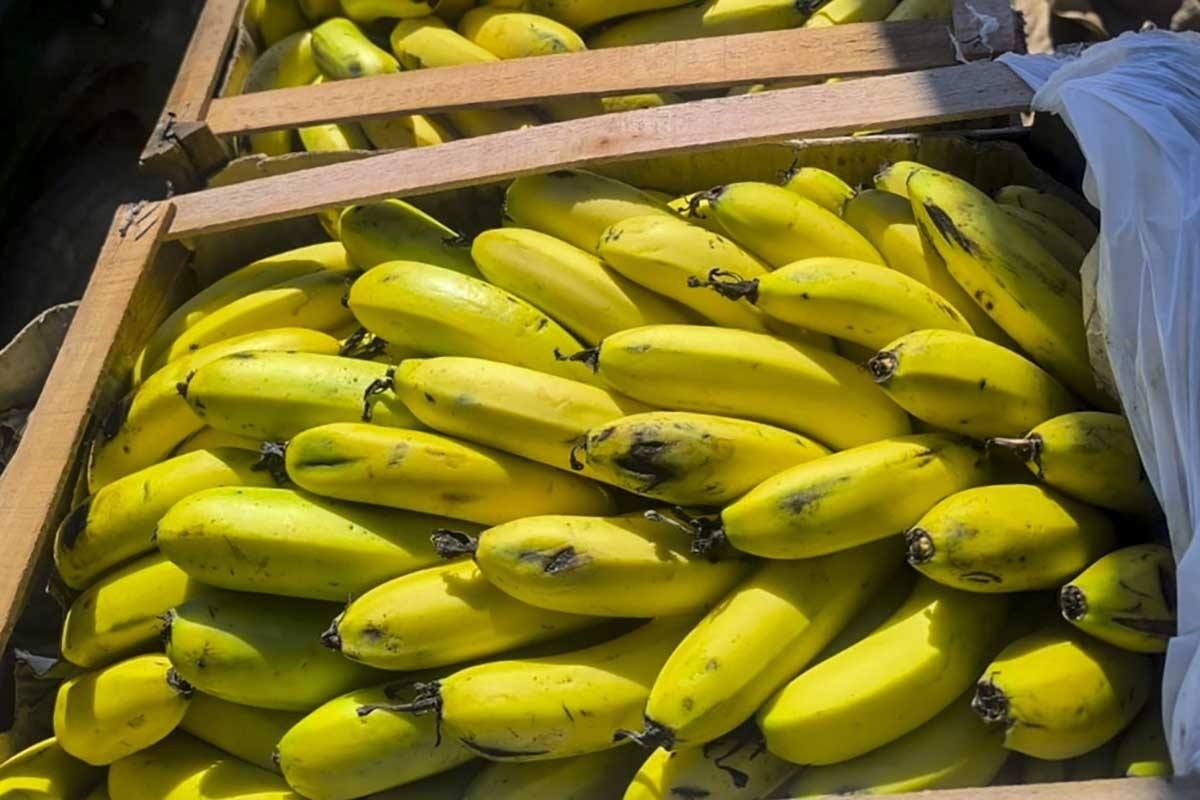 salta y jujuy sostendran con fondos propios las barreras sanitarias para proteger la produccion bananera