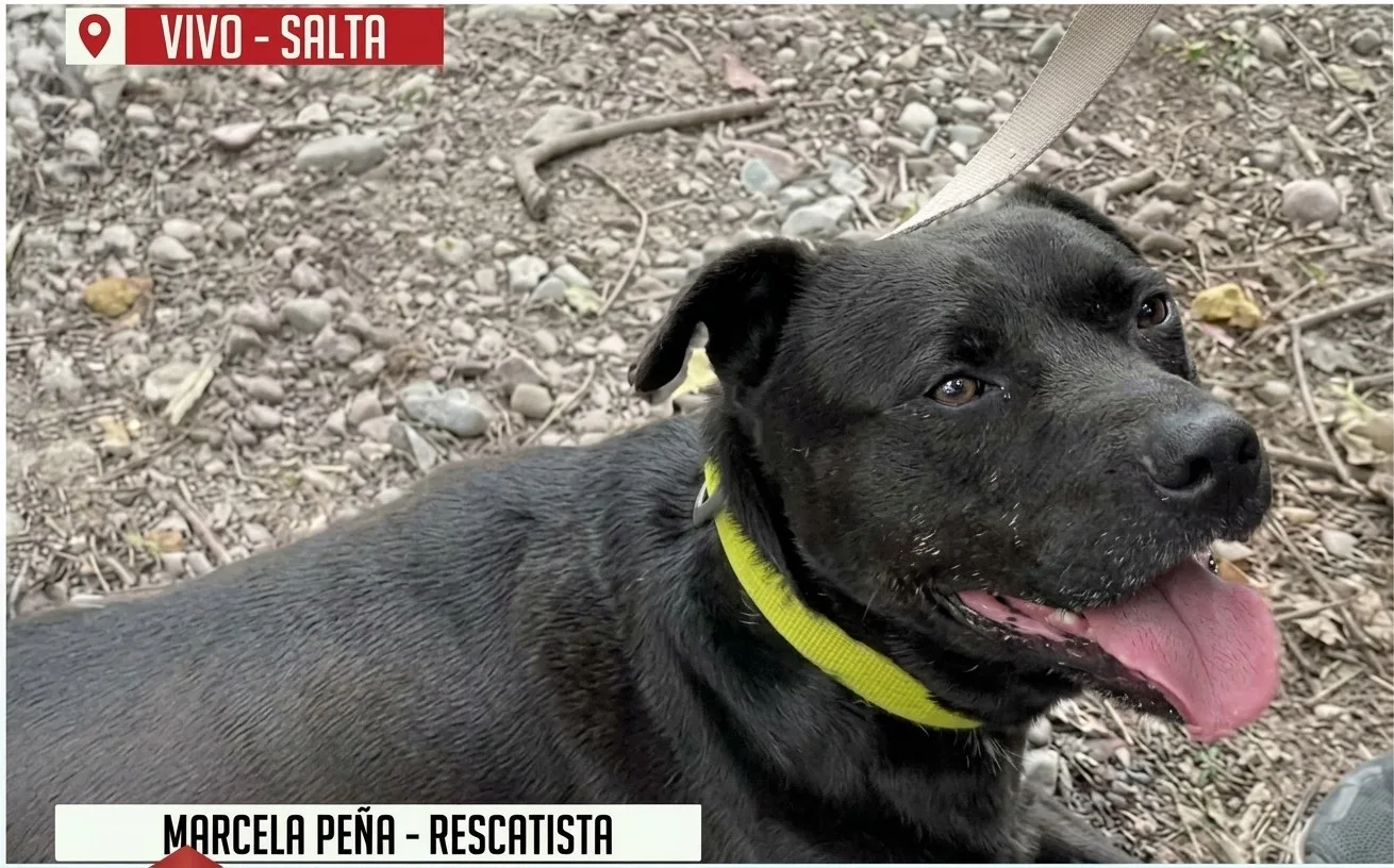 Osito, un perro negro con collar amarillo, recostado sobre un terreno de piedras en Salta