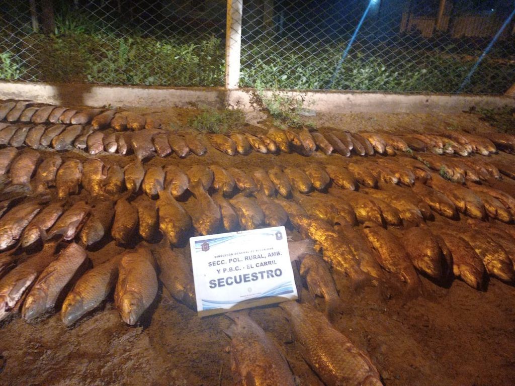 no dejaron nada depredadores es poco la policia los pesco con 200 sabalos