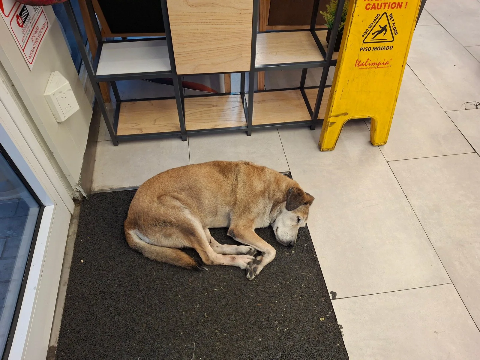 Un perro callejero anciano duerme en la entrada de un comercio