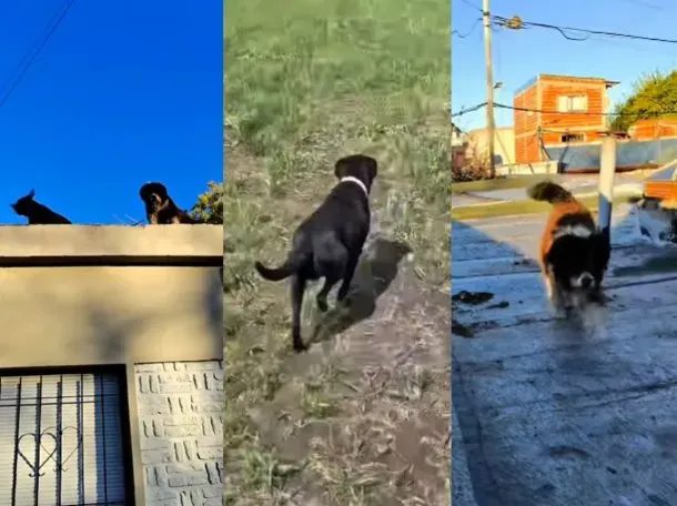 triple crimen rescataron a los perros que quedaron a la deriva en la casa del horror