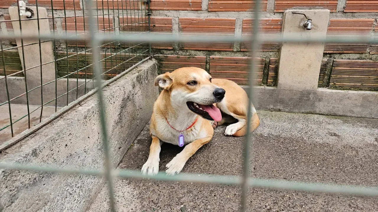 19 perritos encontrados tras el milagro ya tienen hogar pero 14 aun esperan una oportunidad