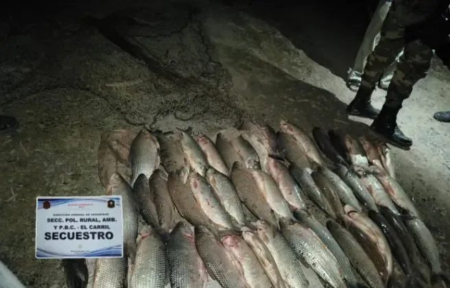 pesca ilegal en el valle de lerma secuestraron 63 sabalos en el rio arenales