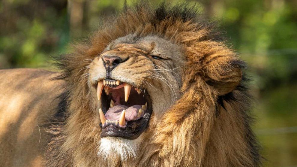 valiente o inconsciente un hombre termino de la peor manera al querer tomarse una selfie con un leon