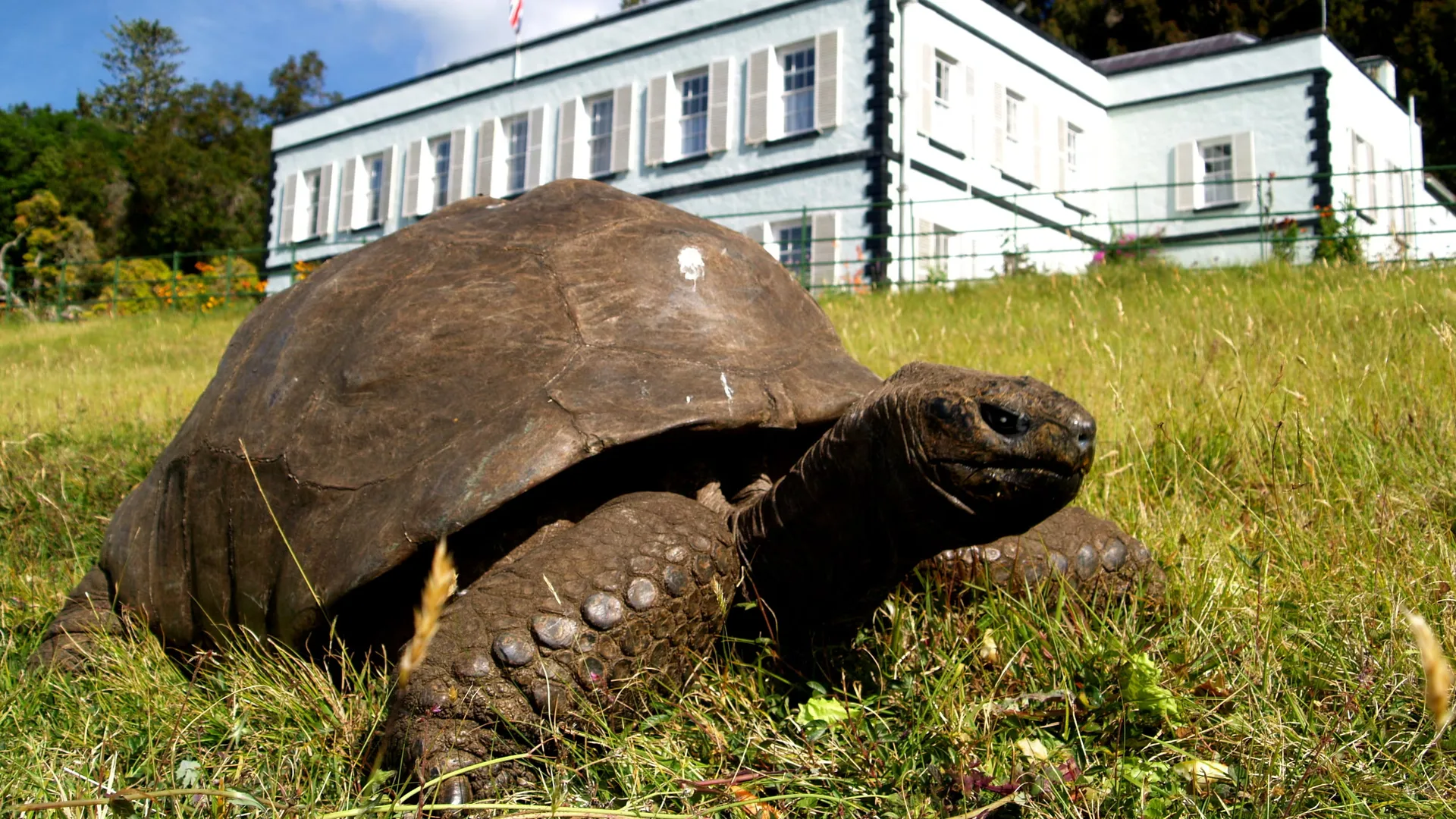 Qué encontraron los científicos en el ADN de una tortuga de 194 años