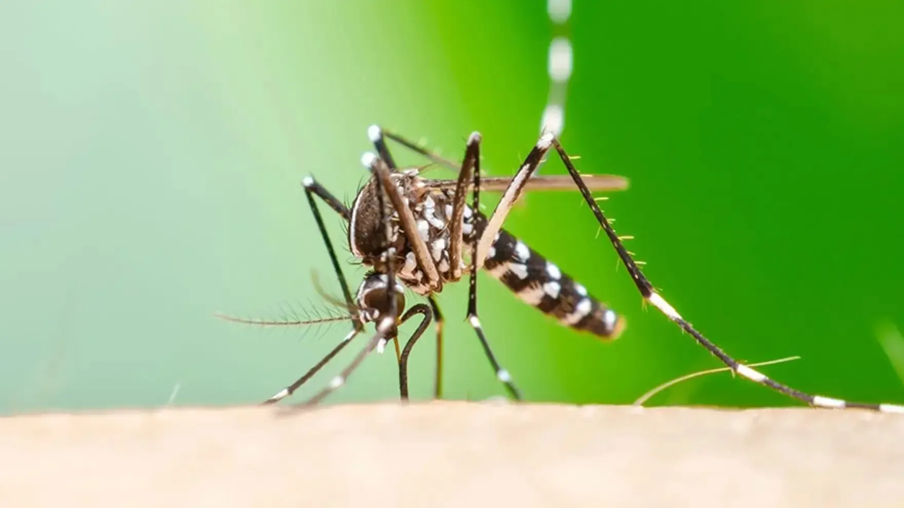 alerta por chikungunya recomiendan que embarazadas y ninos no viajen a bolivia