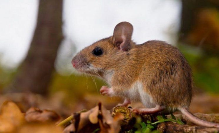 alerta por hantavirus en salta ocho casos en 2025 y tres muertes con oran como epicentro