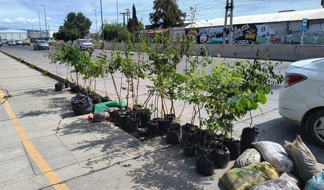 la municipalidad impulsa un plan de forestacion con la compra de cientos de arboles