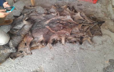infraccionaron a hombre que vendia cueros de animales silvestres por internet