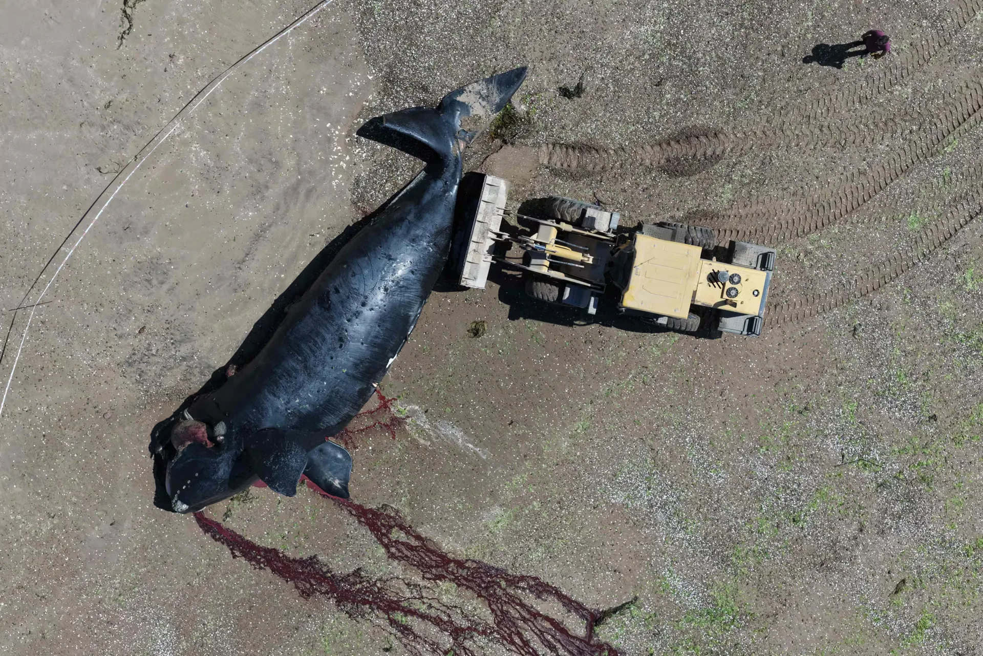 Siguen apareciendo ballenas muertas en Puerto Madryn y ya hay un protocolo para enterrarlas