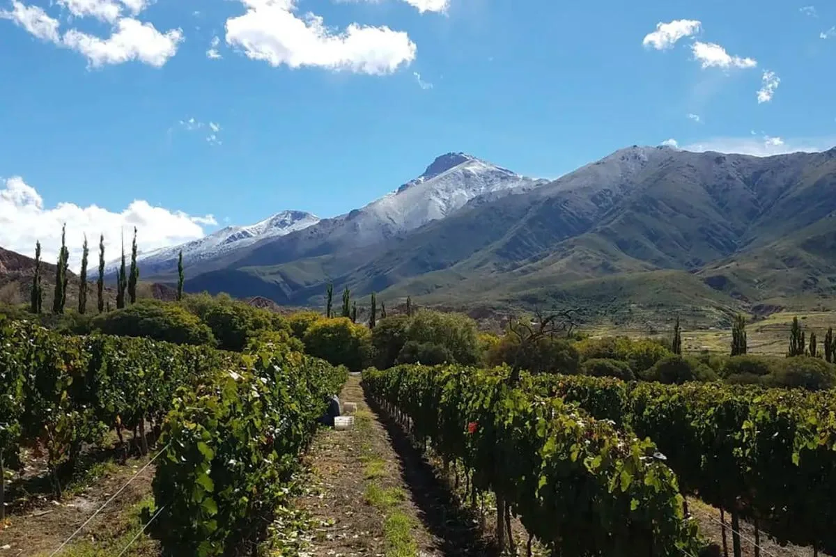 Tras la helada, los viñateros de Cafayate advierten por el empleo