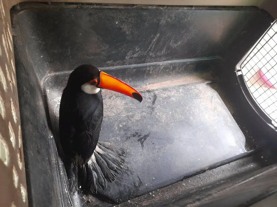 Tres tucanes rescatados en pocos días en Salta: uno con el pico quebrado y otro atacado por perros