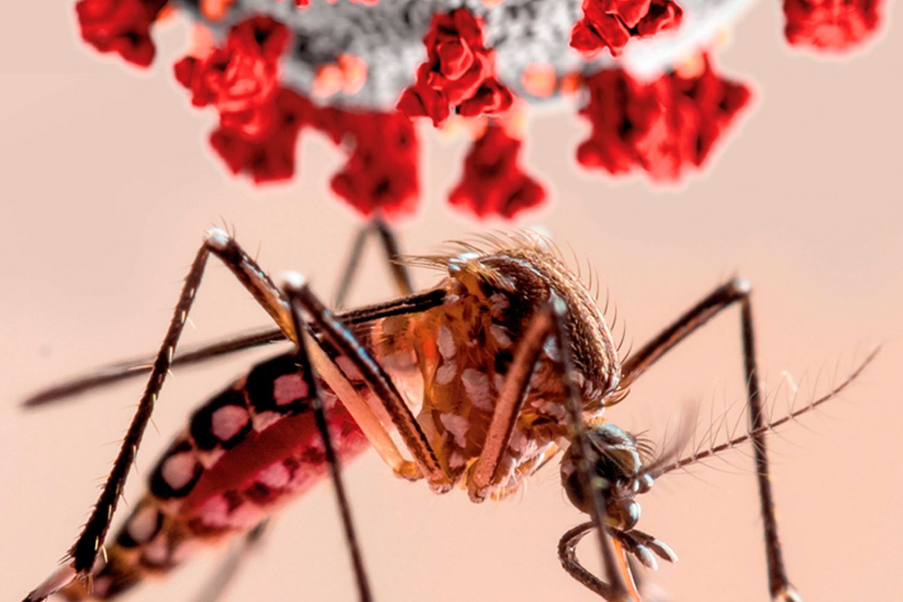 en salta no se registraron nuevos casos de dengue en todo el territorio provincial
