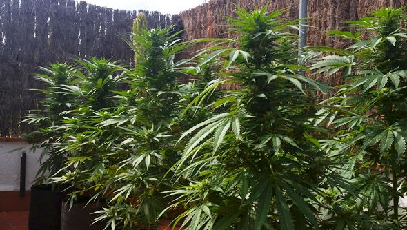 cerrillos dos jovenes entraron a una casa y se robaron 11 plantas de marihuana