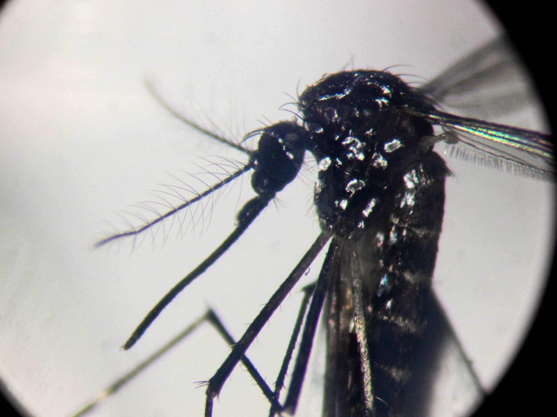 chikungunya avanza en capital confirman contagios locales